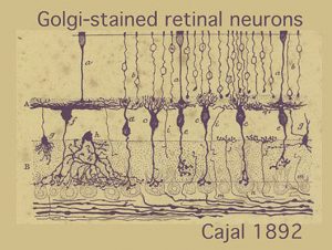 Grafico neuronas de Ramon y Cajal